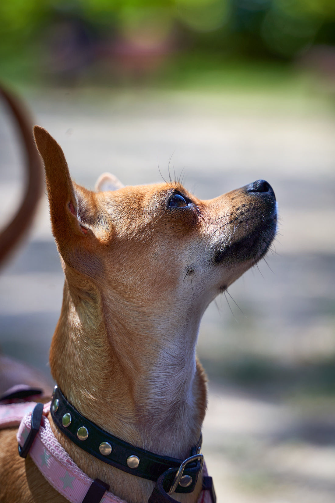 Königliches Chihuahua Portrait: Das witzig-edle Geschenk für Hundefans