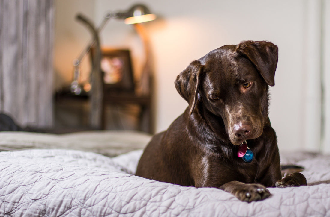 Hunde-Leinwand personalisiert: So wird dein Vierbeiner zum Highlight im Wohnzimmer