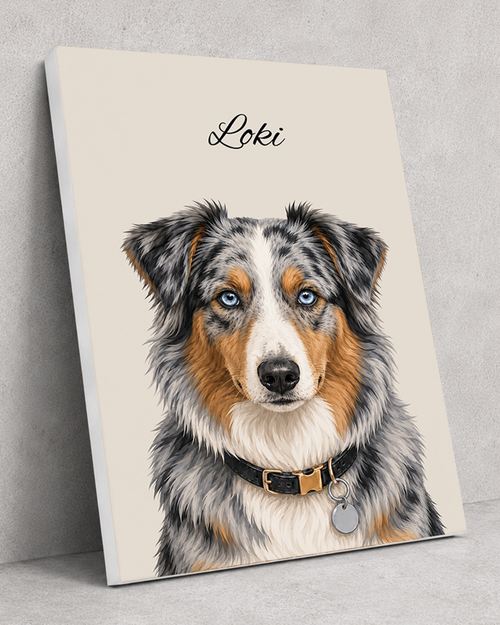 Australian Shepherd - Moderner Stil
